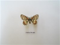 藏品(鳳蝶科)的圖片